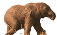 Elefant